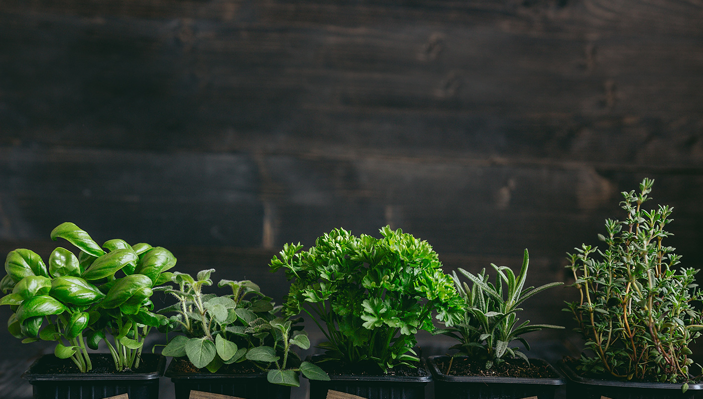 Wholesale Potted Herbs Suppliers, Farms Southeast Herbs Farms