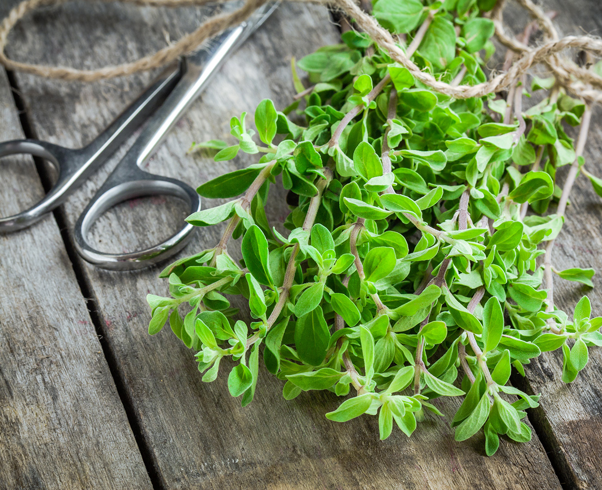 Marjoram | Kitchen Gardens, Inc.